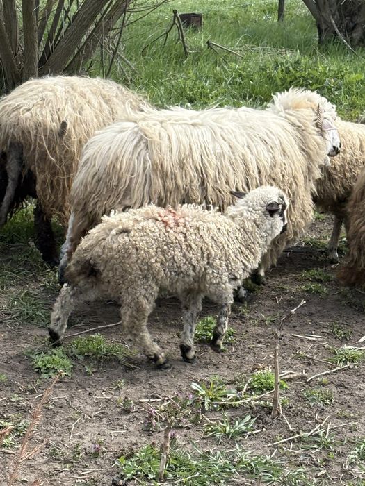 Oaie de un an de vanzare foarte buna