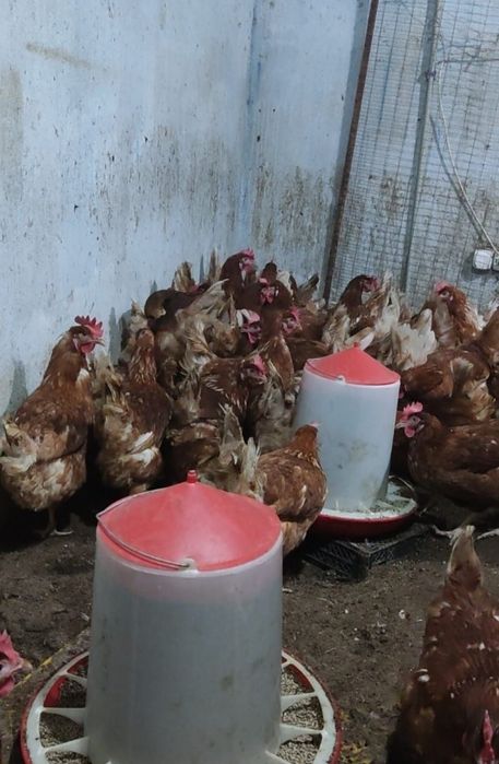 Яйцо куриное домашние,пищевое,тауык