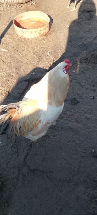 Vând o rață românească și un cocoș