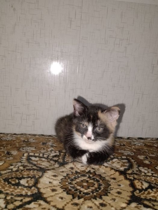 Отдам котят в добрые руки