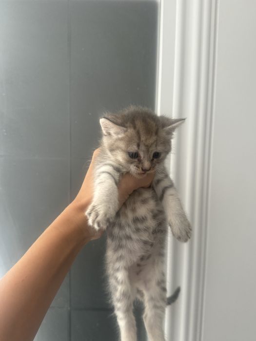 Скоттиш  девочка шотландская