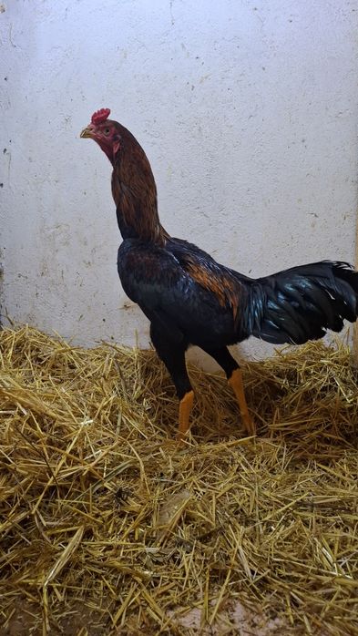 Продам чужиков разных