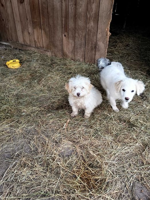 Adopții cățeluși