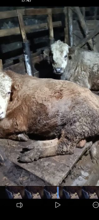 Бык на мясо племенные