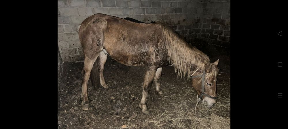 Лошадь Айгыр 5 лет