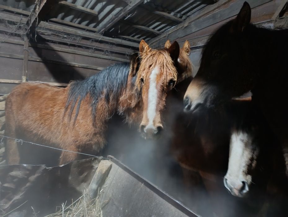 Байталдар сатылады.щучинск