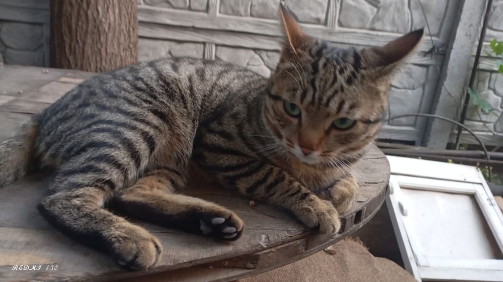 Молодой котик БЕСПЛАТНО