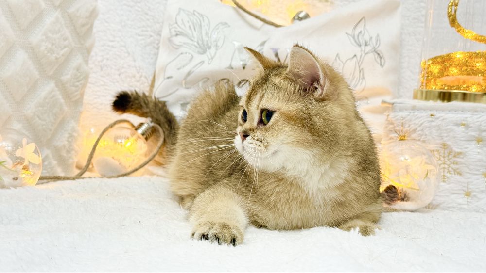 Золотая шиншилла беременная