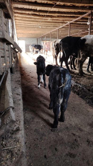 Бұзаулар сатылады