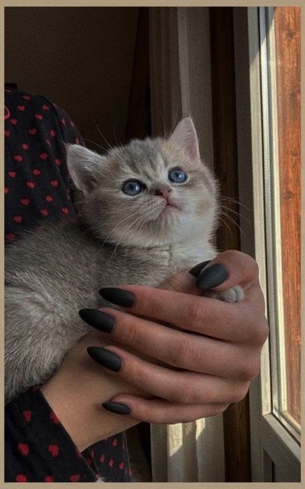 Британские шикарные кошечки