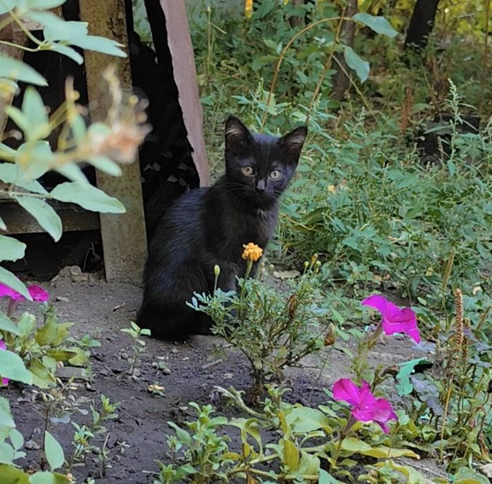 Котята, отдам в хорошие руки.