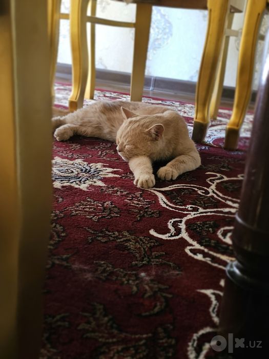 British shorthair