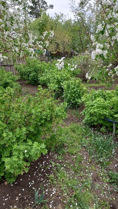 Продам дачу с/о Краснопартизанское
