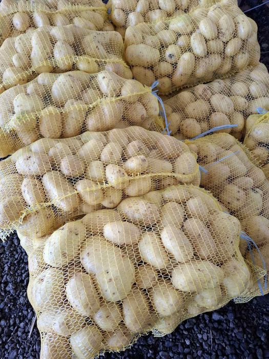 Картофи Агата 0,80€