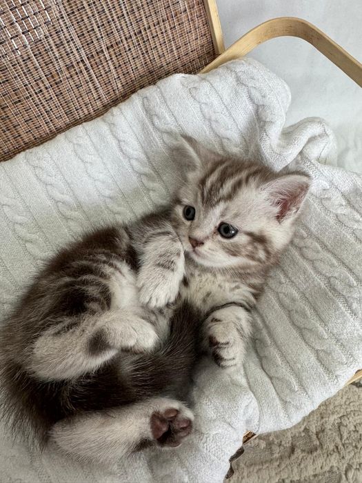 Котята ищут любящих хозяев!
