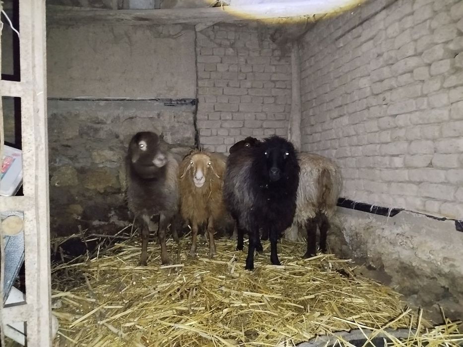 Gisarskiy qospagi qoylar satiladi.