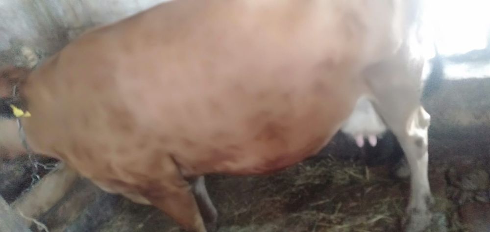 Продам корову и телёнка