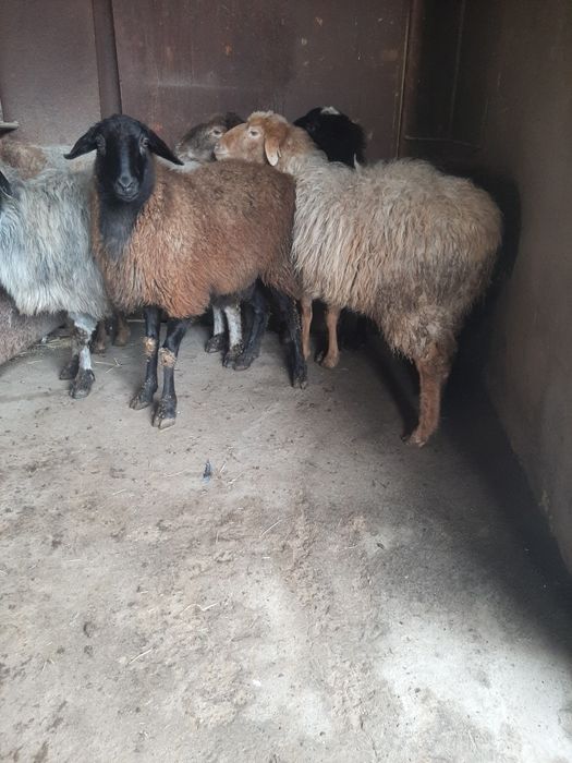 Кой сатылады 8 бас