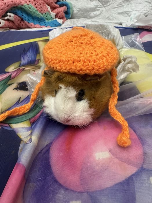 Милые Морские свинки.