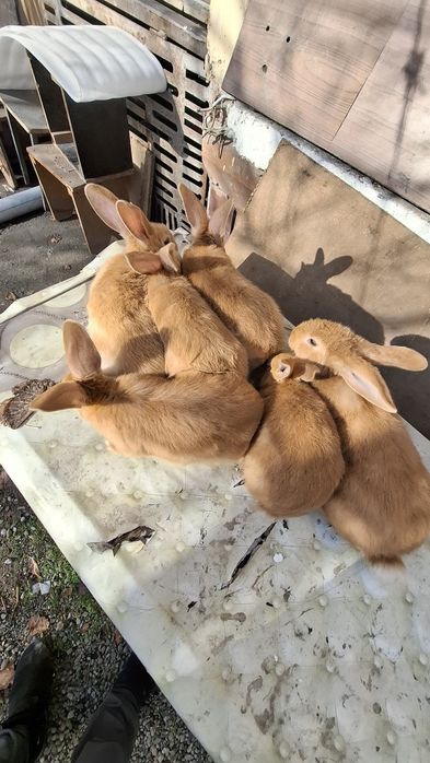 Burgund bollari sotiladi