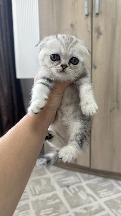 Котята шотландской породы