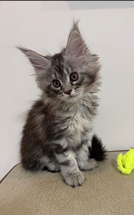Котенца Мейн Кун с родословие