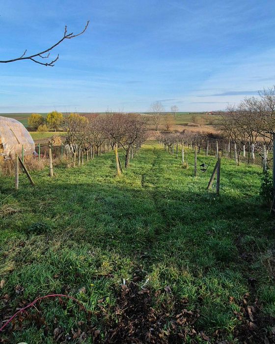 Casă spațioasă cu 6 camere, 3 garaje, livadă și grădină – Buduslău