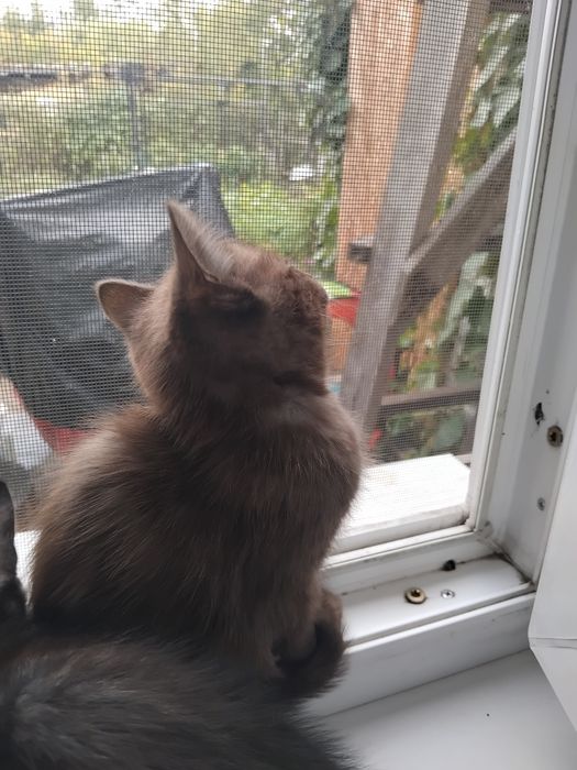 Продам шотландских котят