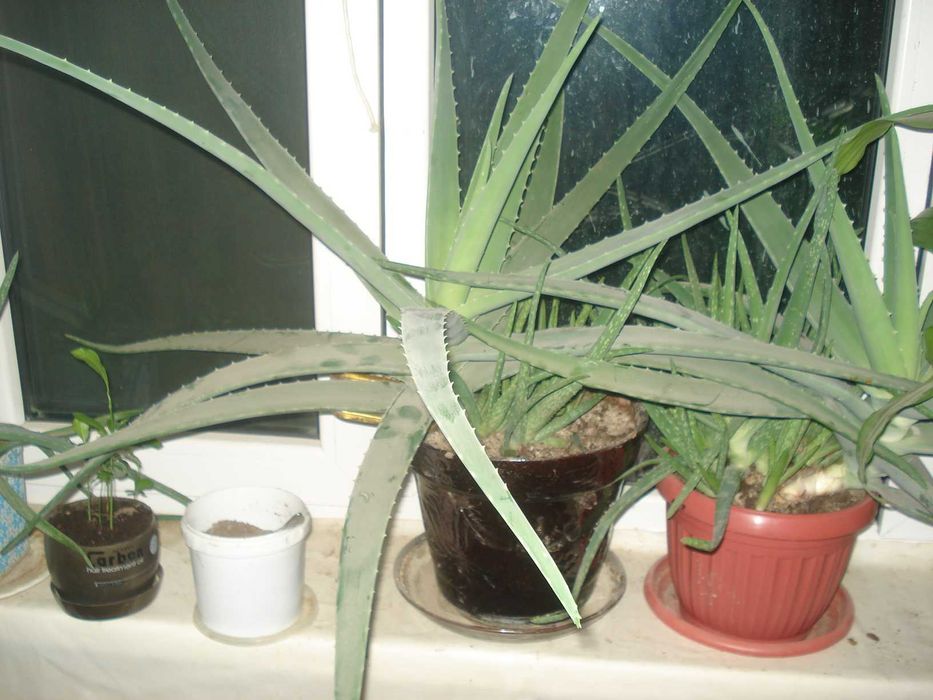 Алоэ -Вера Настоящий!