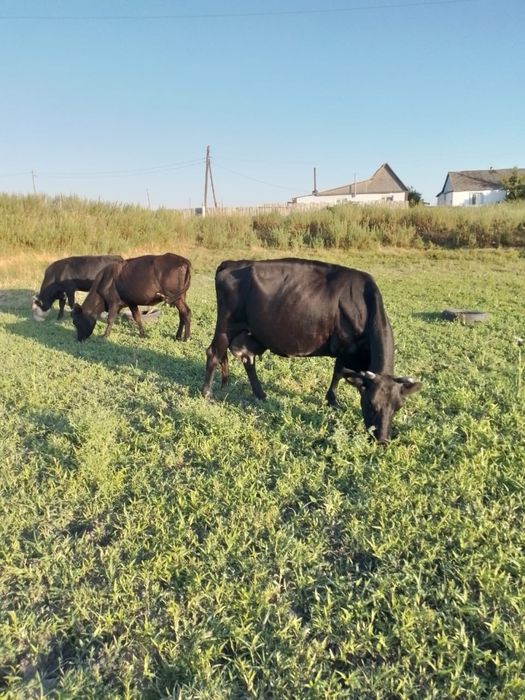 Продам баранов, 2 коров, бычка