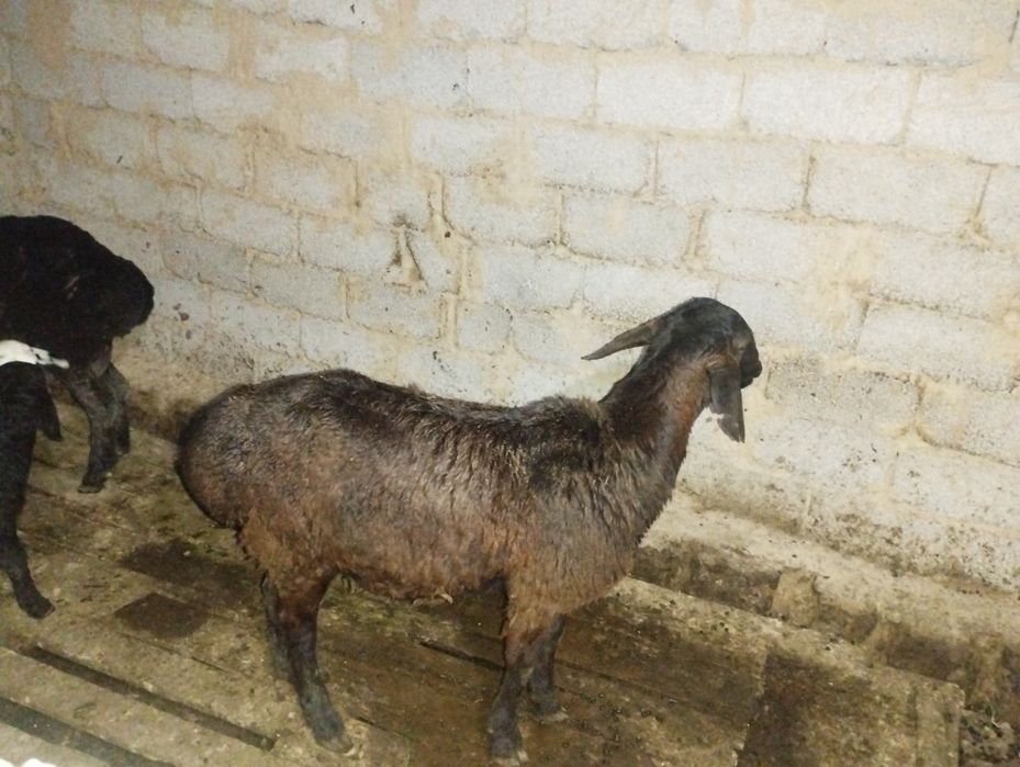 Кошкар сатылады жаксы семіз