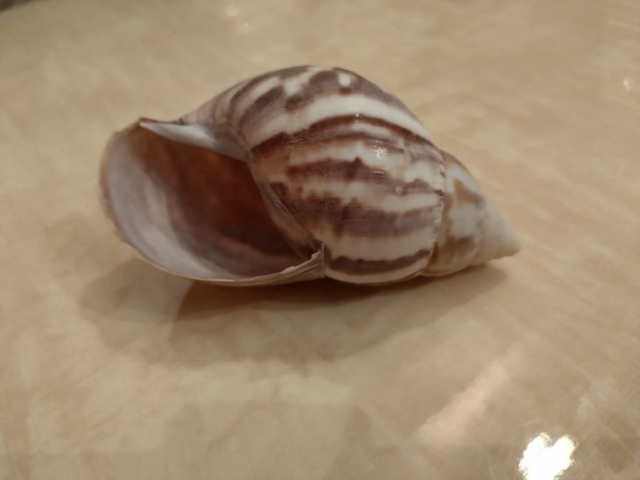 Океанска Раковина от Сейшелите