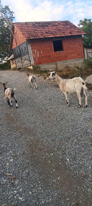 Vând o capră românească
