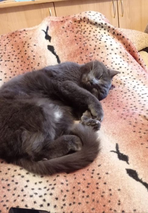 Отдам кошку. В добрые руки.