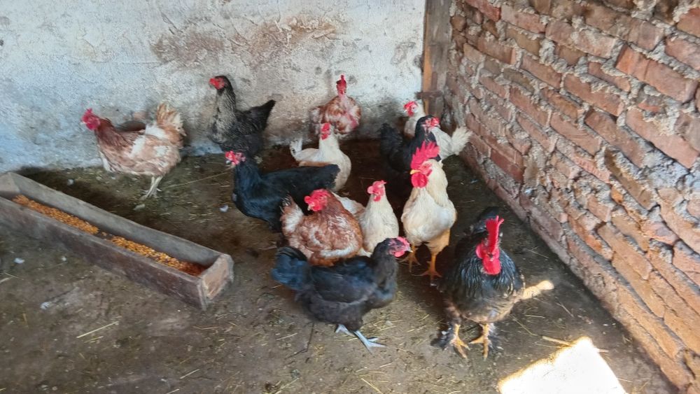 Schimb 11 găini si 5 cocosi