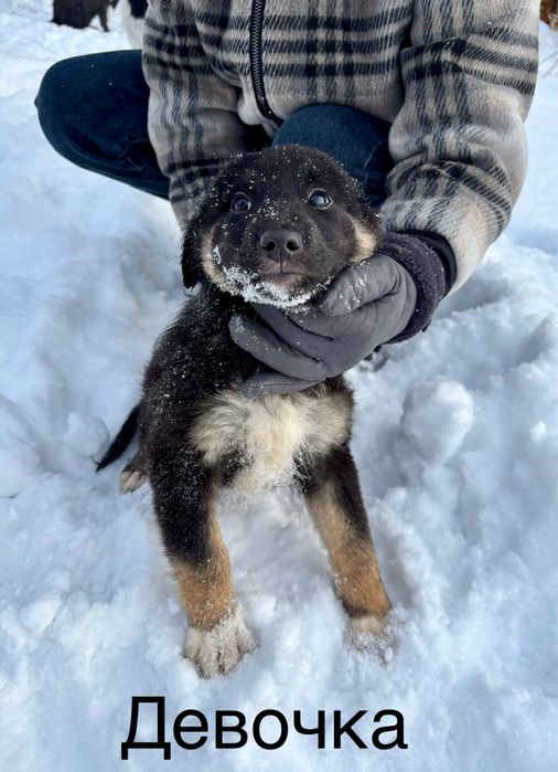Отдадим щенков в хорошие руки