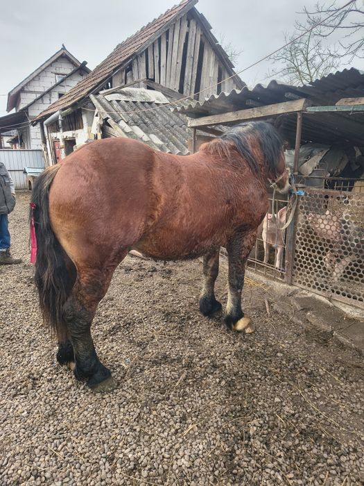 Vând mânz de un an jumate preț 2000euro