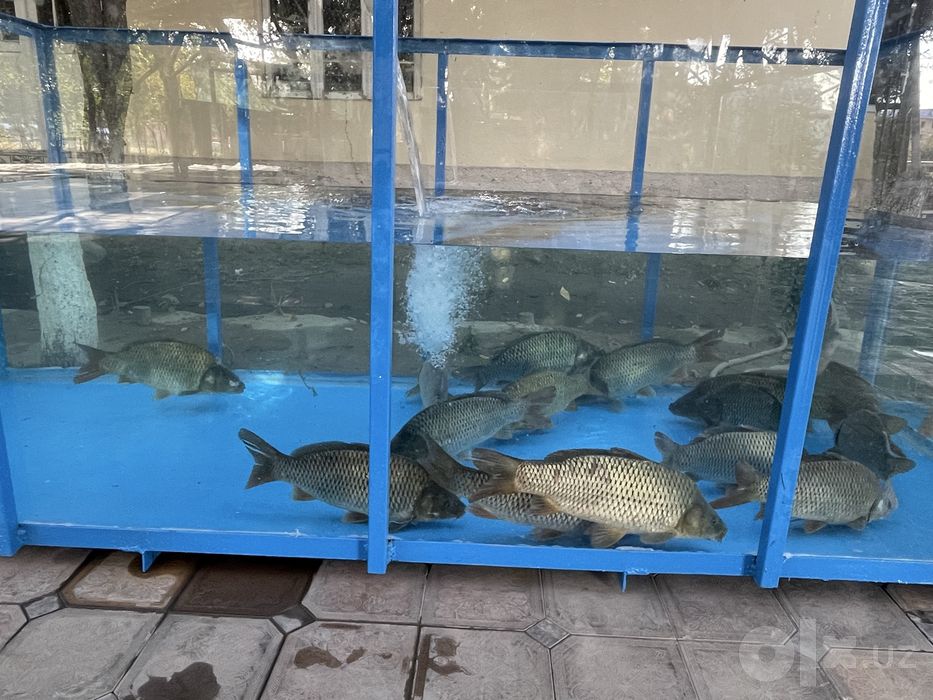 Akvarium buyurtma asosida yasab beramiz