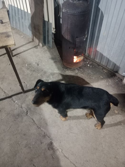 Ищем даму сердца