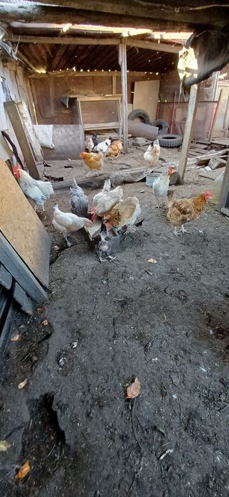 Продам курочек молоденьких , домашних