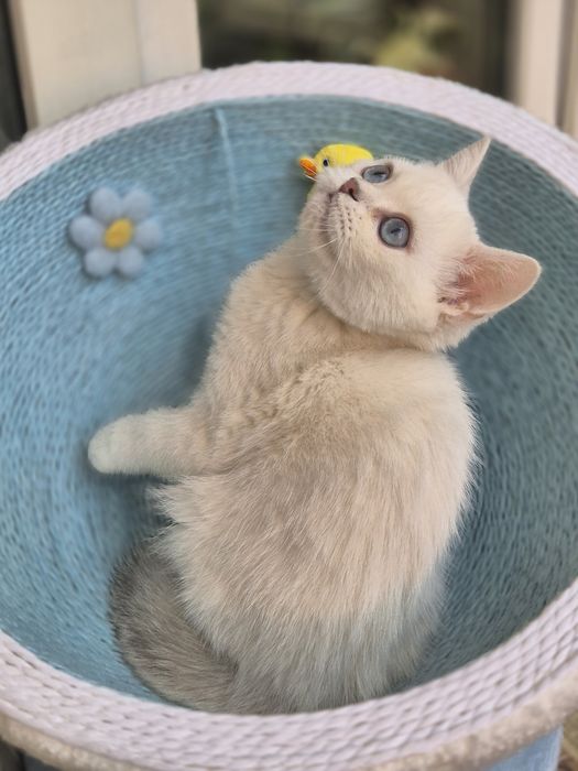 Британский шикарный  котенок