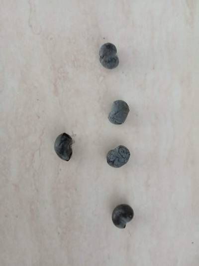 Семена за палма хамеробс, трахикарпус, вашингтония, финикова и Брахея