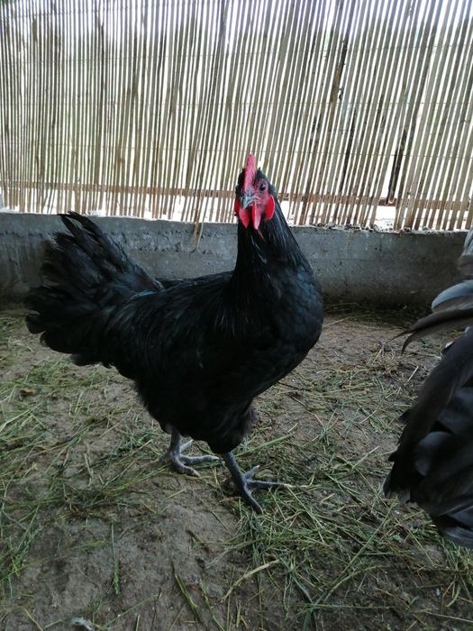 Cocosii Australorp