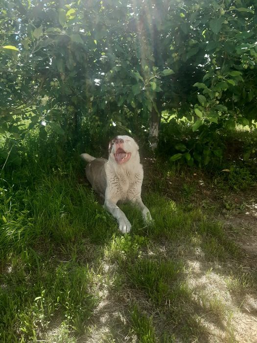 Ала Алабай сатылады