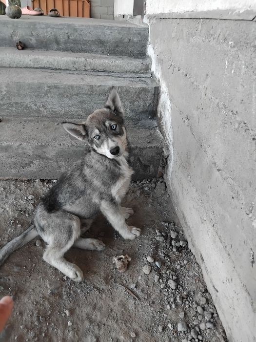 Еңбекші қазақ ауданы рахат ауылы