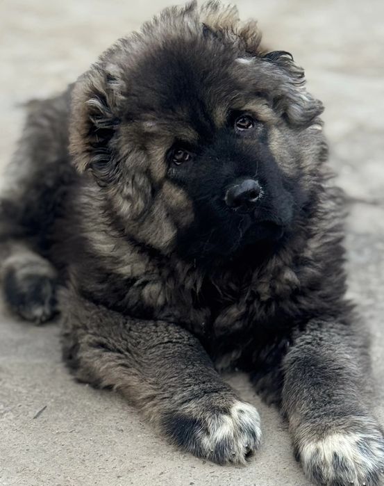 Щенки кавказской овчарки