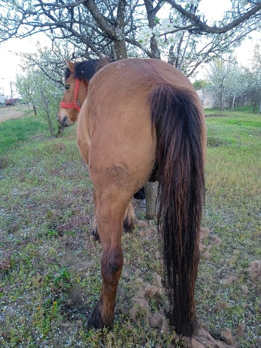 Vând Iapă 8 ani , foarte buna pentru gospodărie