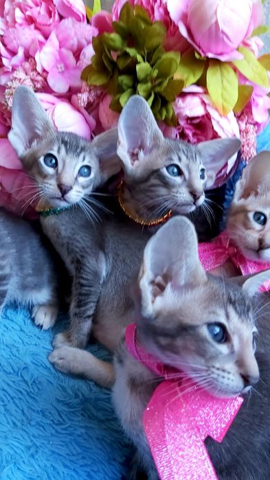 Котята ОРИЕНТАЛЬНЫЕ- голубые с документами