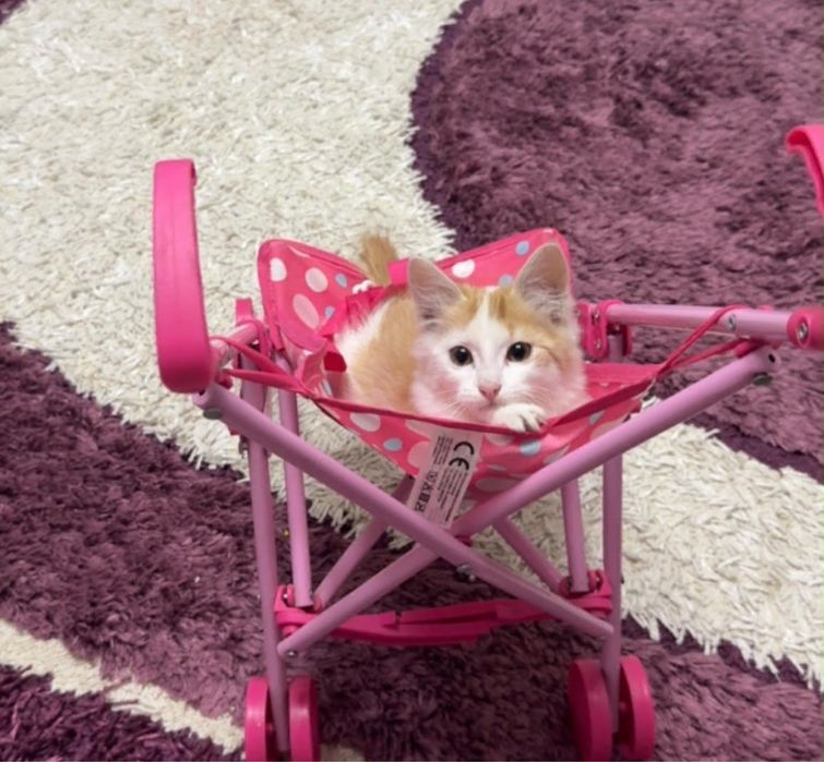 Котенок в добрые руки