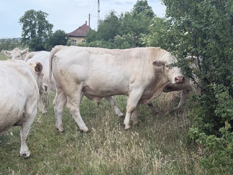 Taur Monta Autorizat Charolais Homozigot fara Coarne